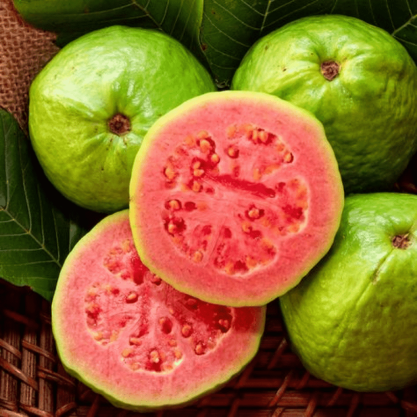 Allahabad Surkha Guava with FREE Seeds