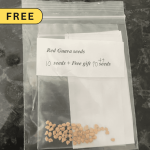 Allahabad Surkha Guava with FREE Seeds