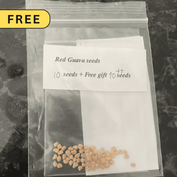 Allahabad Surkha Guava with FREE Seeds