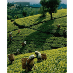 Darjeeling Tea