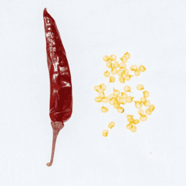 Guntur Sannam Chilli