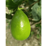 Kaji Nemu - Assam Lemon