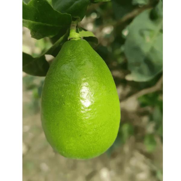 Kaji Nemu - Assam Lemon