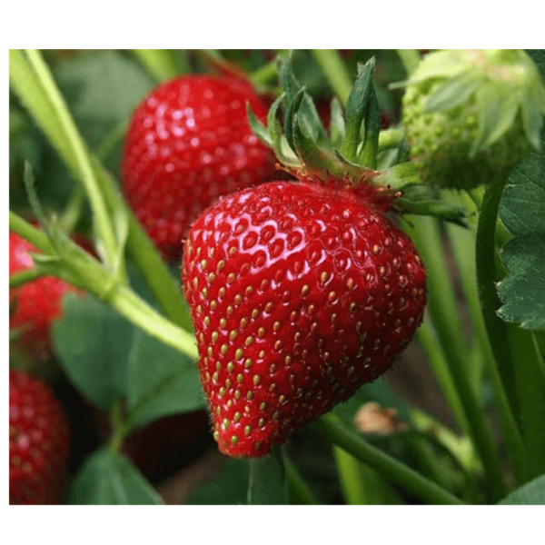 Mahabalshwar Strawberry