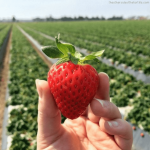 Mahabalshwar Strawberry