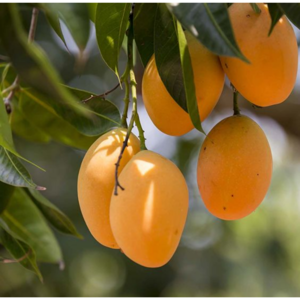 Malihabadi Dusseheri Mango