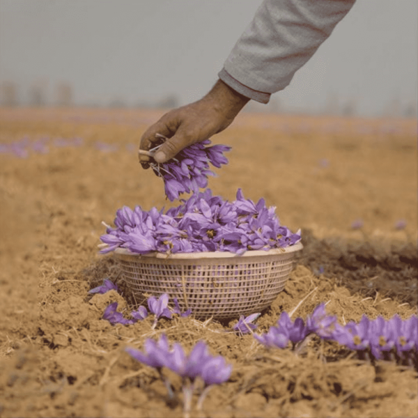 Saffron - Jammu & Kashmir