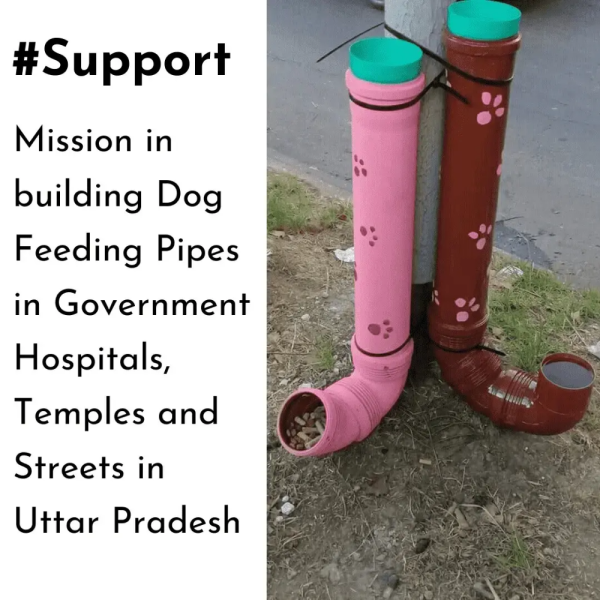 #Support - Dog Feeding Pipes