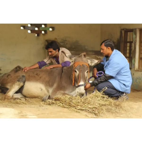 #Support - Free Medical Aid for Street Animals