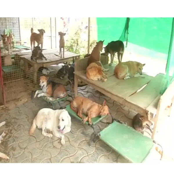 #Support - Free Medical Aid for Street Animals