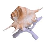 Gaumukhi Shankha Cow Conch Shell Panchmukhi Shankh Blowing Shankh