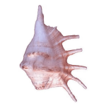 Gaumukhi Shankha Cow Conch Shell Panchmukhi Shankh Blowing Shankh