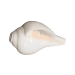 Puja Blowing Shankh Conch Shell