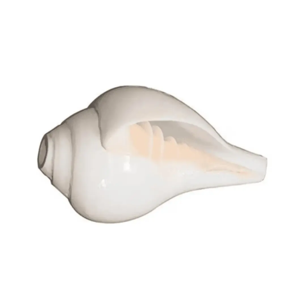 Puja Blowing Shankh Conch Shell