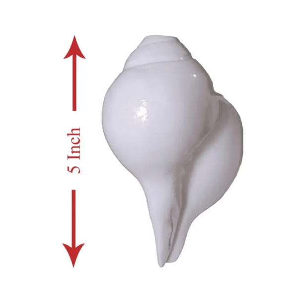 Puja Blowing Shankh Conch Shell