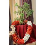 Tulsi Puja / Tulsi Vivah