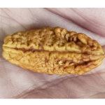 Original Rudraksha Beads ( 1 Mukhi ) - Nepal