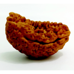Original Rudraksha Beads ( 1 Mukhi ) - Nepal