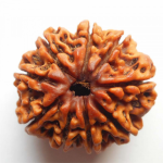 Original Rudraksha Beads ( 9 Mukhi ) - Nepal