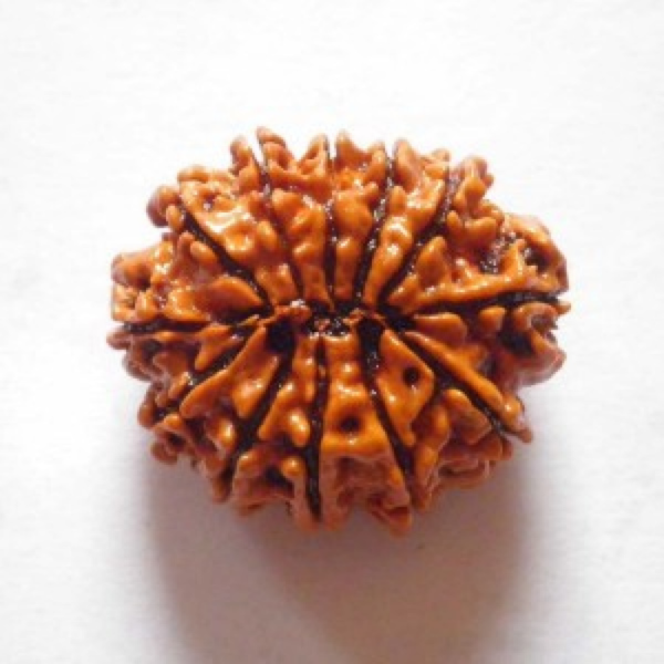 Original Rudraksha Beads ( 12 Mukhi ) - Nepal