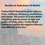Original Rudraksha Beads ( 12 Mukhi ) - Nepal