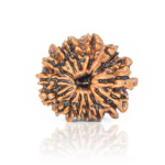 Original Rudraksha Beads ( 13 Mukhi ) - Nepal