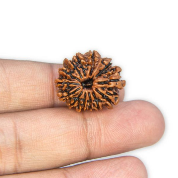 Original Rudraksha Beads ( 13 Mukhi ) - Nepal