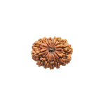 Original Rudraksha Beads ( 14Mukhi ) - Nepal
