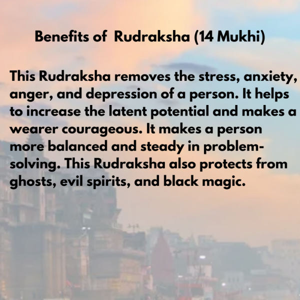 Original Rudraksha Beads ( 14Mukhi ) - Nepal