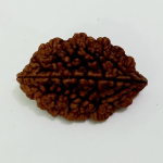 Original Rudraksha Beads ( 2 Mukhi ) - Nepal