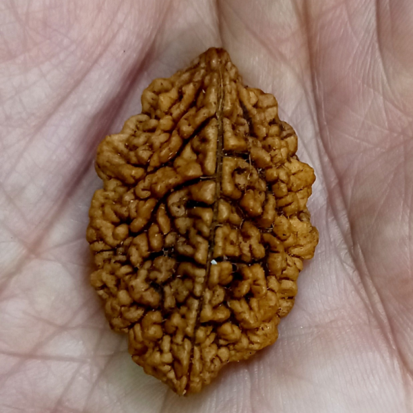 Original Rudraksha Beads ( 2 Mukhi ) - Nepal