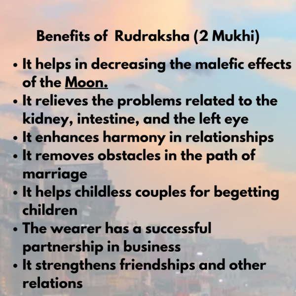 Original Rudraksha Beads ( 2 Mukhi ) - Nepal