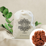 Original Rudraksha Beads ( 3 Mukhi ) - Nepal