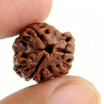 Original Rudraksha Beads ( 3 Mukhi ) - Nepal