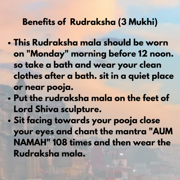Original Rudraksha Beads ( 3 Mukhi ) - Nepal