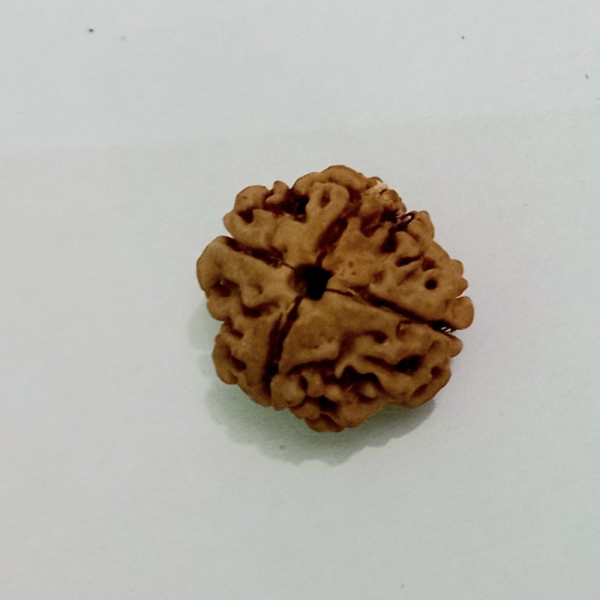 Original Rudraksha Beads ( 4 Mukhi ) - Nepal