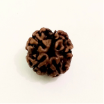 Original Rudraksha Beads ( 5 Mukhi ) - Nepal