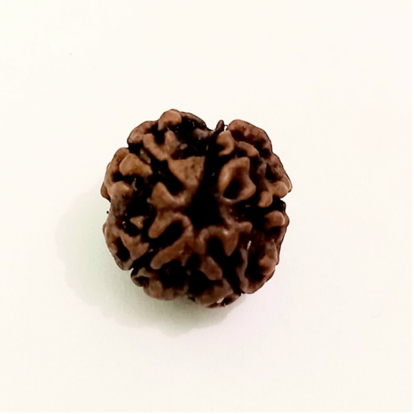 Original Rudraksha Beads ( 5 Mukhi ) - Nepal