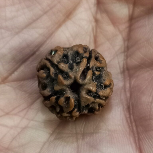 Original Rudraksha Beads ( 5 Mukhi ) - Nepal