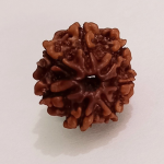 Original Rudraksha Beads ( 7 Mukhi ) - Nepal