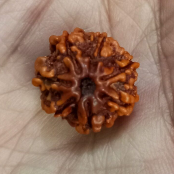 Original Rudraksha Beads ( 7 Mukhi ) - Nepal