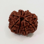 Original Rudraksha Beads ( 8 Mukhi ) - Nepal