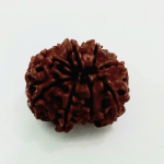 Original Rudraksha Beads ( 8 Mukhi ) - Nepal