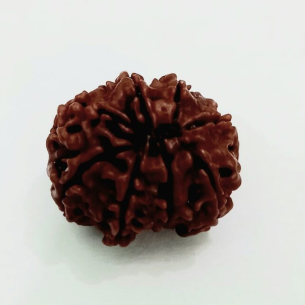 Original Rudraksha Beads ( 8 Mukhi ) - Nepal