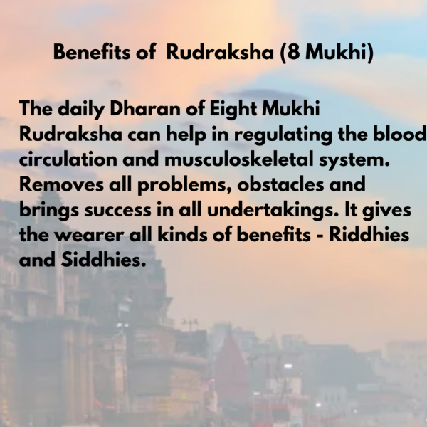 Original Rudraksha Beads ( 8 Mukhi ) - Nepal