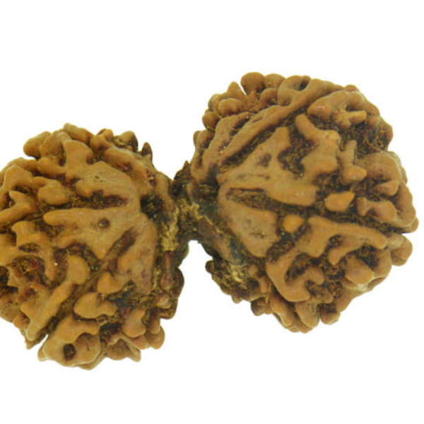 Original Rudraksha Beads ( Gauri Shankar ) - Nepal