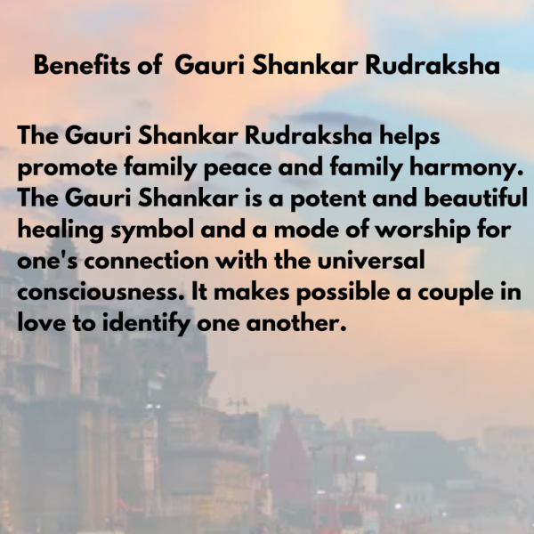 Original Rudraksha Beads ( Gauri Shankar ) - Nepal